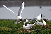 D500 Texel 18-05-30 00926   Photos ACG 2018
