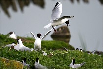 D500 Texel 18-05-30 00934   Photos ACG 2018