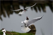 D500 Texel 18-05-30 00935   Photos ACG 2018