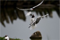 D500 Texel 18-05-30 00936   Photos ACG 2018