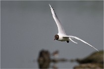D500 Texel 18-05-30 00939   Photos ACG 2018