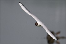 D500 Texel 18-05-30 00940   Photos ACG 2018