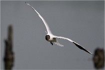 D500 Texel 18-05-30 00941   Photos ACG 2018