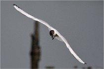 D500 Texel 18-05-30 00942   Photos ACG 2018