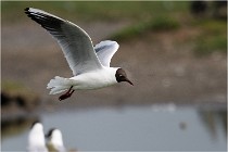 D500 Texel 18-05-30 00943   Photos ACG 2018