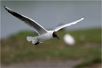 D500 Texel 18-05-30 00951   Photos ACG 2018