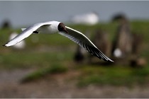 D500 Texel 18-05-30 00952   Photos ACG 2018