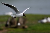 D500 Texel 18-05-30 00953   Photos ACG 2018