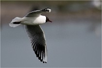 D500 Texel 18-05-30 00956   Photos ACG 2018