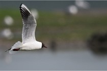 D500 Texel 18-05-30 00957   Photos ACG 2018