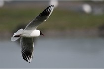 D500 Texel 18-05-30 00958   Photos ACG 2018