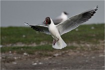 D500 Texel 18-05-30 00960   Photos ACG 2018