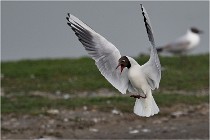 D500 Texel 18-05-30 00961   Photos ACG 2018