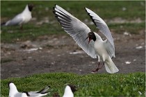 D500 Texel 18-05-30 00963   Photos ACG 2018