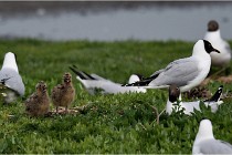 D500 Texel 18-05-30 00966   Photos ACG 2018