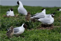 D500 Texel 18-05-30 00971   Photos ACG 2018