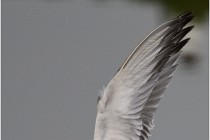 D500 Texel 18-05-30 00974   Photos ACG 2018