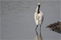 D500 Texel 18-05-30 01031   Photos ACG 2018