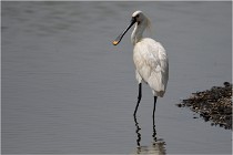 D500 Texel 18-05-30 01035   Photos ACG 2018