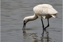 D500 Texel 18-05-30 01049   Photos ACG 2018
