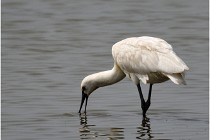 D500 Texel 18-05-30 01050   Photos ACG 2018