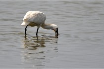 D500 Texel 18-05-30 01055   Photos ACG 2018