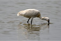 D500 Texel 18-05-30 01061   Photos ACG 2018