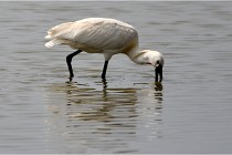 D500 Texel 18-05-30 01066   Photos ACG 2018