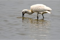 D500 Texel 18-05-30 01077   Photos ACG 2018