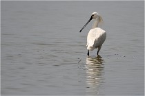 D500 Texel 18-05-30 01081   Photos ACG 2018
