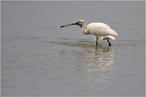 D500 Texel 18-05-30 01093   Photos ACG 2018