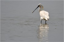 D500 Texel 18-05-30 01107   Photos ACG 2018