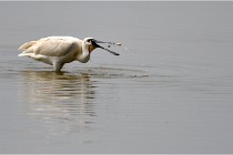 D500 Texel 18-05-30 01145   Photos ACG 2018