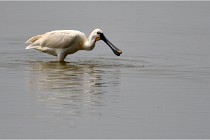 D500 Texel 18-05-30 01146   Photos ACG 2018