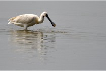 D500 Texel 18-05-30 01147   Photos ACG 2018