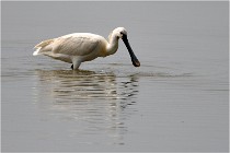 D500 Texel 18-05-30 01150   Photos ACG 2018