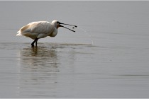 D500 Texel 18-05-30 01151   Photos ACG 2018