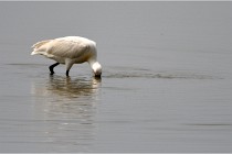 D500 Texel 18-05-30 01161   Photos ACG 2018