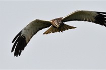 D500 Texel 18-05-31 01177  6  Photos ACG 2018