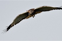 D500 Texel 18-05-31 01179  7  Photos ACG 2018