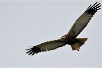 D500 Texel 18-05-31 01181  8  Photos ACG 2018