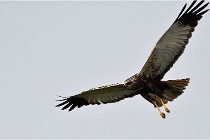 D500 Texel 18-05-31 01182  9  Photos ACG 2018