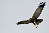 D500 Texel 18-05-31 01183  10  Photos ACG 2018