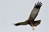 D500 Texel 18-05-31 01184  11  Photos ACG 2018