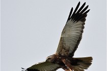 D500 Texel 18-05-31 01186  12  Photos ACG 2018