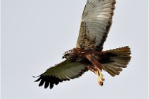 D500 Texel 18-05-31 01187   Photos ACG 2018