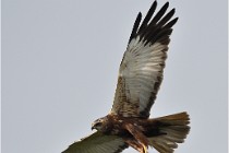 D500 Texel 18-05-31 01187  3  Photos ACG 2018