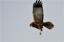 D500 Texel 18-05-31 01188  4  Photos ACG 2018