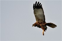 D500 Texel 18-05-31 01189  5  Photos ACG 2018