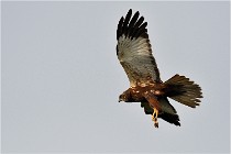 D500 Texel 18-05-31 01191  6  Photos ACG 2018